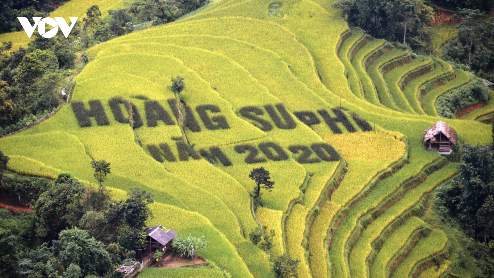 Terraced fields of Hoang Su Phi appear stunning during harvest season